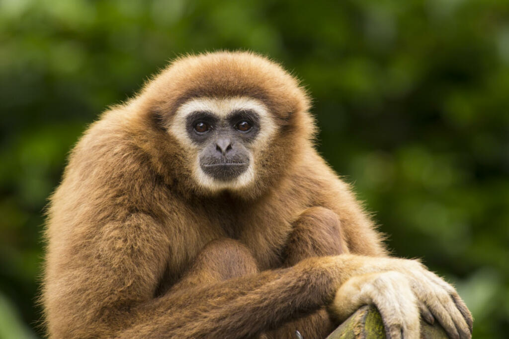 White handed gibbon sitting in a tree