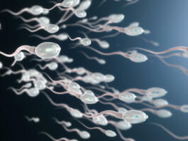 Spermiji v gibanju