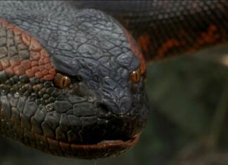 Filmi z morilskimi živalmi, ki bodo nagnali strah v kosti