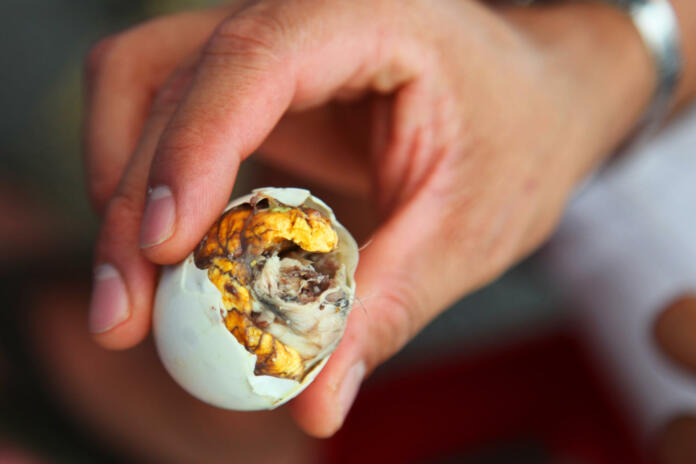 Oseba v roki drži jajce, v katerem se vidi zarodek ptice
