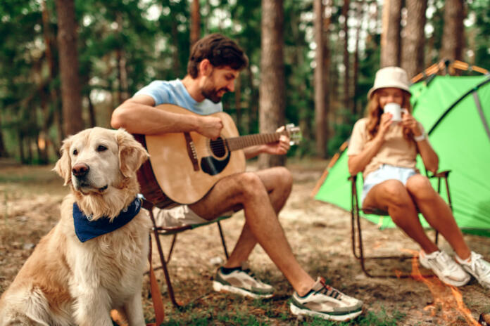 A loving young couple sit near a campfire and a tent, drink coffee, play the guitar with a labrador dog in a pine forest. Camping, recreation, hiking.