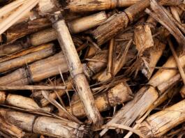 background, biomass, crop