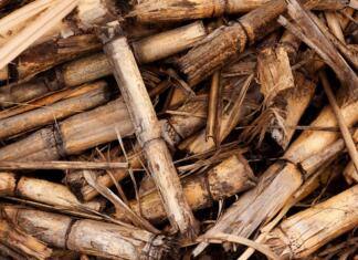 Je lesna biomasa dejansko obnovljiv vir energije? background, biomass, crop