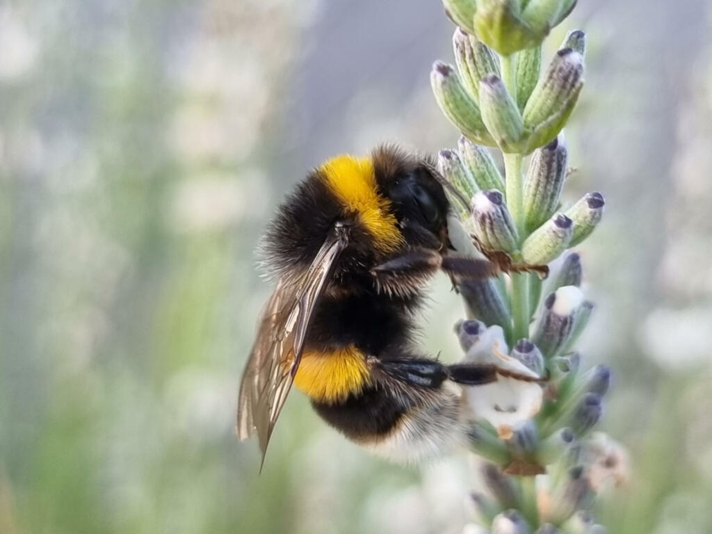 Bumblebee sitting on a lavender flower