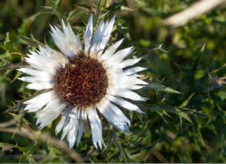 Kaj nam pove bodeča neža 2023? Carlina acaulis, carline thistle, silver thistle, european endemic flower plant, Asteraceae family, Appennino, Parma Italy. High quality photo