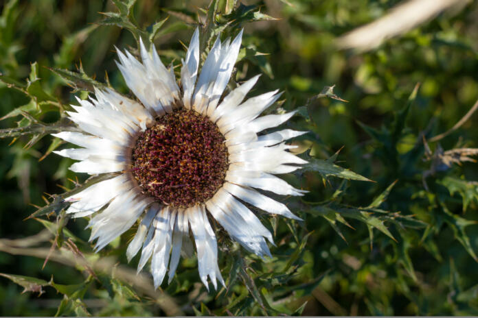 Carlina acaulis, carline thistle, silver thistle, european endemic flower plant, Asteraceae family, Appennino, Parma Italy. High quality photo