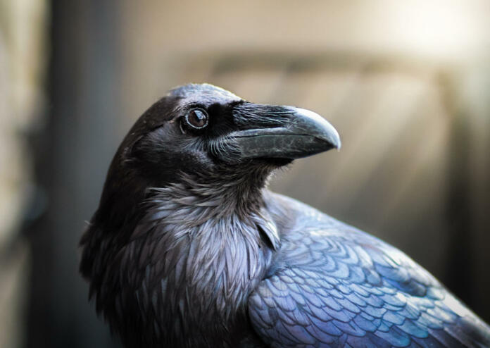 Close up of raven (Merlina) at the Tower of London. Sunlit background.