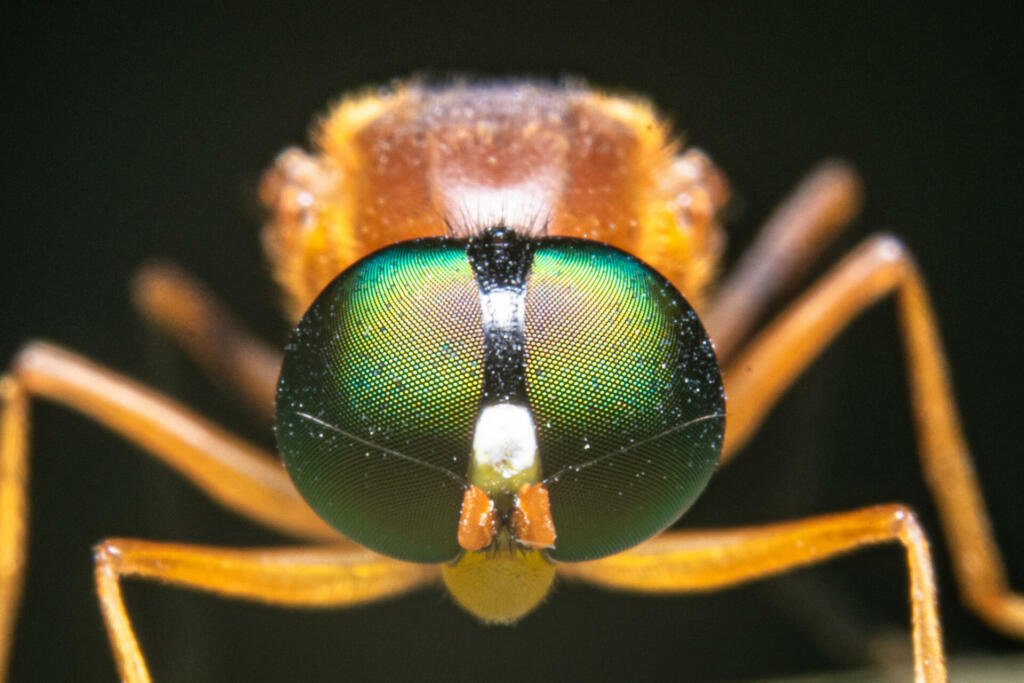 closeup eye shot of an insect
