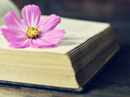 Cosmos flower on the open book