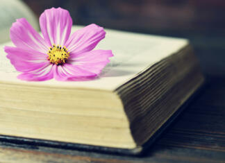 Najboljše knjige za materinski dan Cosmos flower on the open book