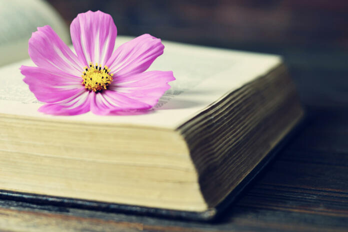 Cosmos flower on the open book