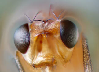 Izdelan najbolj popoln zemljevid možganov žuželke extreme closeup of a Drosophila