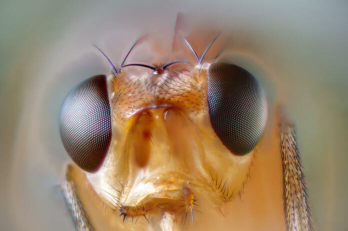 extreme closeup of a Drosophila