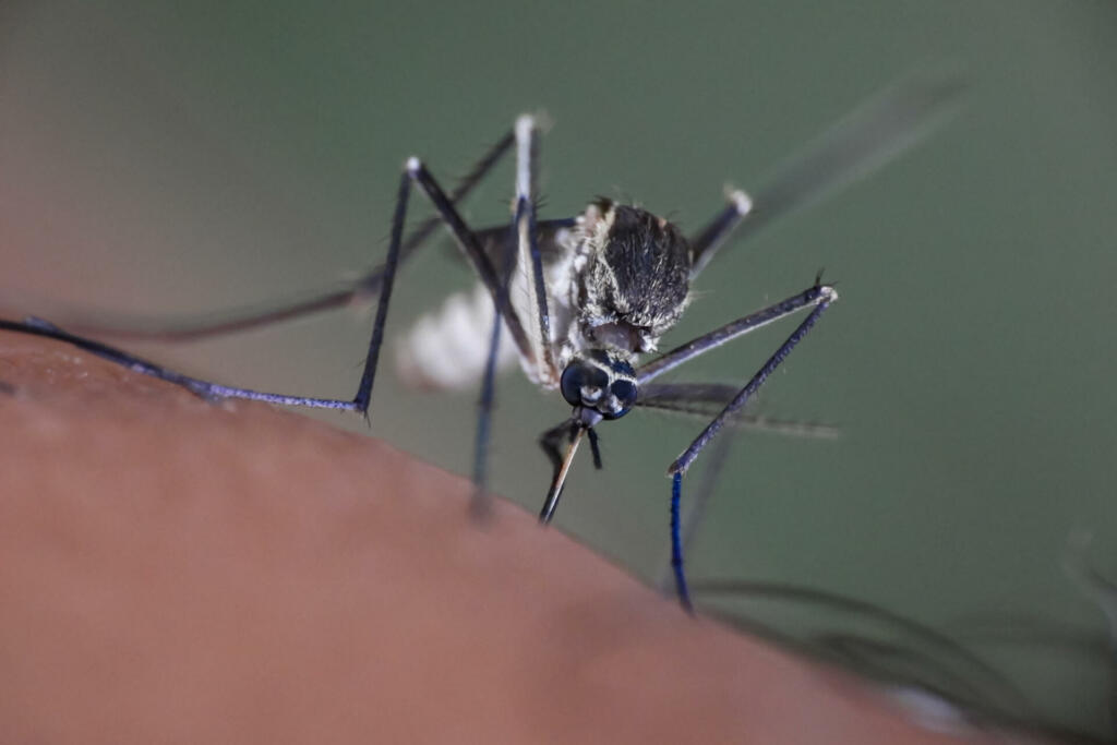 mosquito that sucks human blood