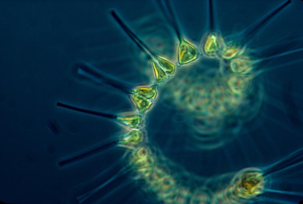 hd wallpaper, nature wallpaper, phytoplankton