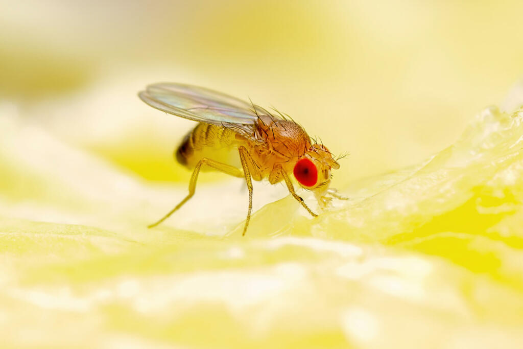 Tropical Fruit Fly Drosophila Diptera Parasite Insect Pest on Ripe Fruit Vegetable Macro