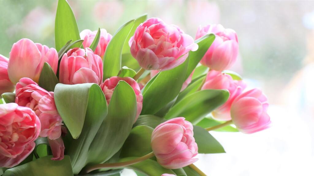 happy mothers day, tulips, flowers