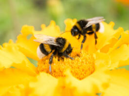 two bumblebees on a yellow flower collects pollen, selective focus, nature background
