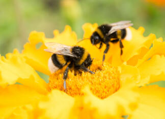 Tudi čmrlji sledijo vedenjskim trendom okolice two bumblebees on a yellow flower collects pollen, selective focus, nature background
