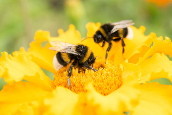 two bumblebees on a yellow flower collects pollen, selective focus, nature background