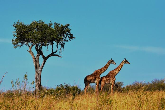 Dve žirafi se sprehajata čez savano