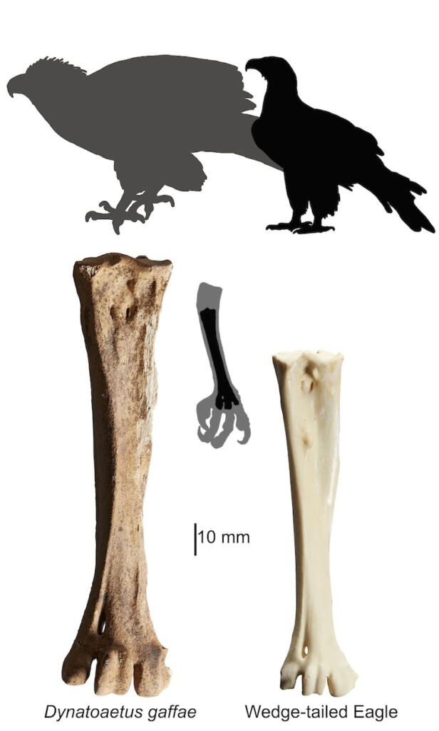 Primerjava kosti in velikosti odkritega orla z današnjim
