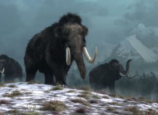 Bomo kmalu lahko naročili mamutove mesne kroglice? A trio of woolly mammoths trudges over snow covered hills. Behind them, mountains with snow covered peaks rise above dark green forests of fir trees. 3D Rendering