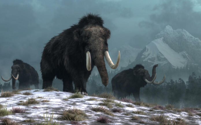 A trio of woolly mammoths trudges over snow covered hills.  Behind them, mountains with snow covered peaks rise above dark green forests of fir trees. 3D Rendering