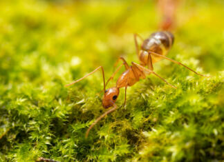 Mravlje so resnične himere z različnimi genetskimi materiali Anoplolepis gracilipes, yellow crazy ants, on mos plant,Concept for natural background