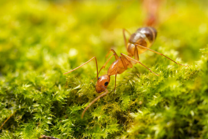 Anoplolepis gracilipes, yellow crazy ants, on mos plant,Concept for natural background
