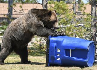 Zakaj je nemogoče zaščititi smeti pred medvedi? So pametnejši od nas? bear, trash, grizzly