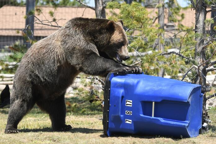 bear, trash, grizzly