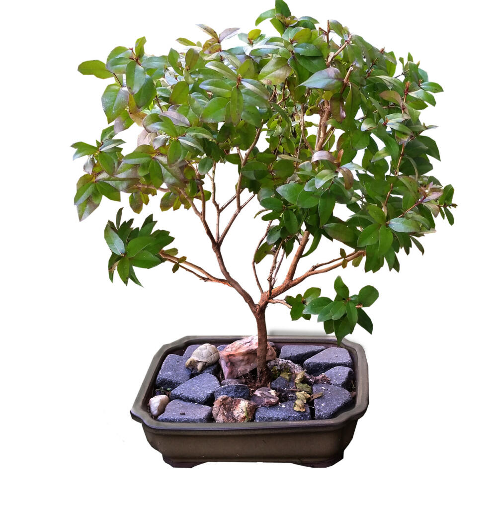 bonsai, myrtle, tree
