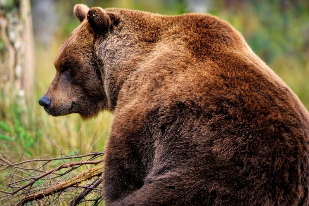 brown bear, grizzly bear, bear