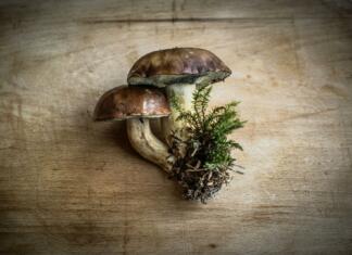 Užitne gobe: Kako gojiti užitne gobe doma? Chestnut fungus