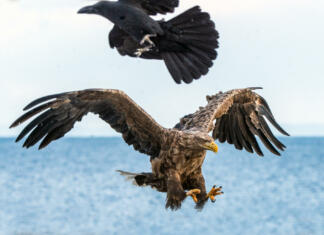 Odkrit tretji največji orel v zgodovini Zemlje Eagle and raven. White-tailed sea eagle spreading wings. Scientific name: Haliaeetus albicilla, also known as the ern, erne, gray eagle, Eurasian sea eagle and white-tailed sea-eagle.