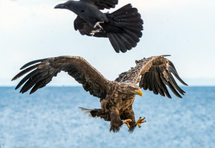 Eagle and raven. White-tailed sea eagle spreading wings.   Scientific name: Haliaeetus albicilla, also known as the ern, erne, gray eagle, Eurasian sea eagle and white-tailed sea-eagle.