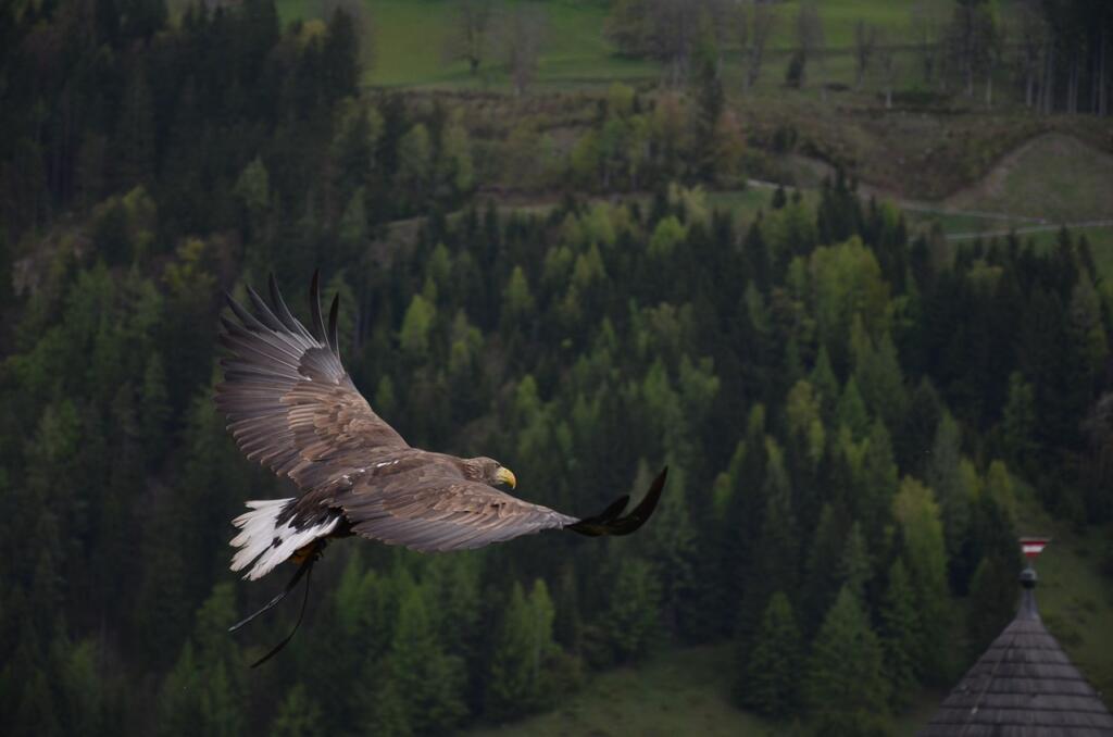 eagle, bird, flying