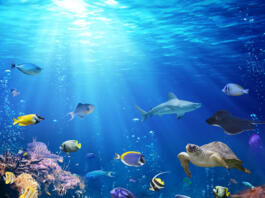 Exotic Fish On Seabed With Sunlight