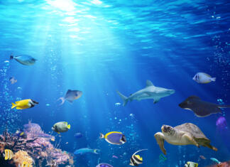 Ribam, ki živijo v koralnih grebenih grozi brezdomstvo Exotic Fish On Seabed With Sunlight