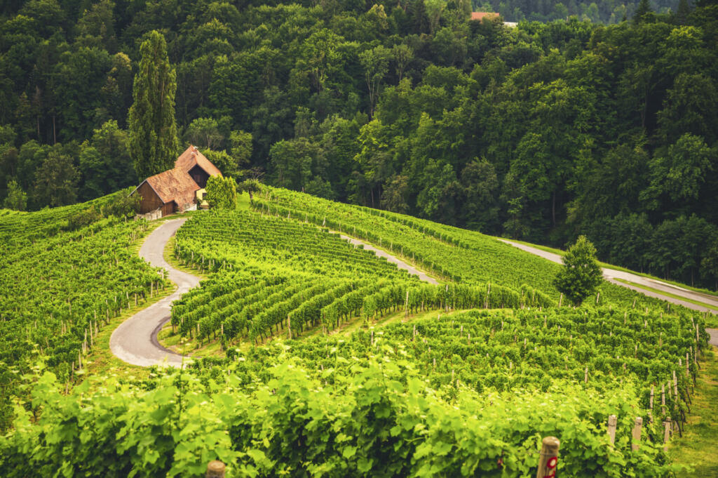 Famous heart shaped road at vineyards Å piÄnik in Slovenia. Rows vineyards near Maribor, close to the Austrian. Scenic grape landscape and green hills.