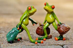 frogs, fun, travel