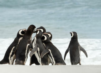5 izjemnih dokumentarnih filmov o živalih Group of Magellanic Penguins gathered on a sandy beach on a sunny summer day in the Falkland Islands.