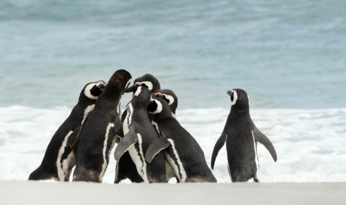 Group of Magellanic Penguins gathered on a sandy beach on a sunny summer day in the Falkland Islands.