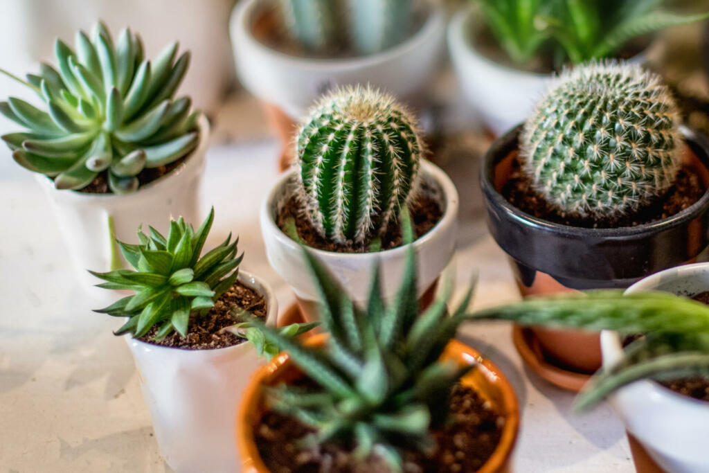 House indoor plants collection. Succulent and cactus in different pots on white background