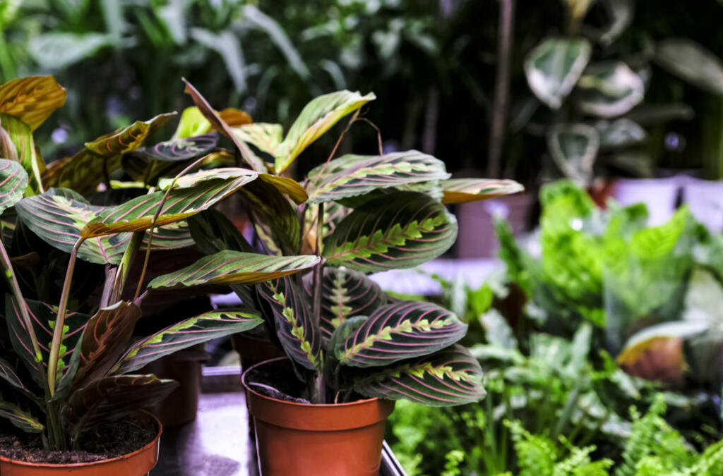 Maranta leuconeura Fascinator plant in ceramic planter. Sale in the store. Selective focus