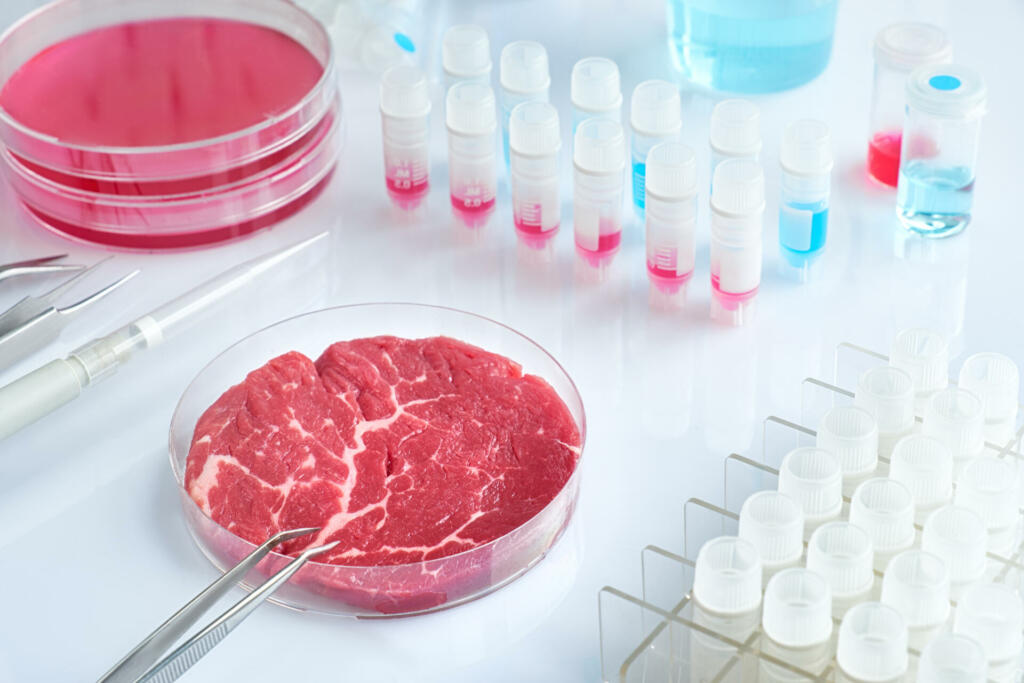 Meat sample in open  disposable plastic cell culture dish in modern laboratory or production facility. Concept of clean meat cultured in vitro from animal somatic cells.