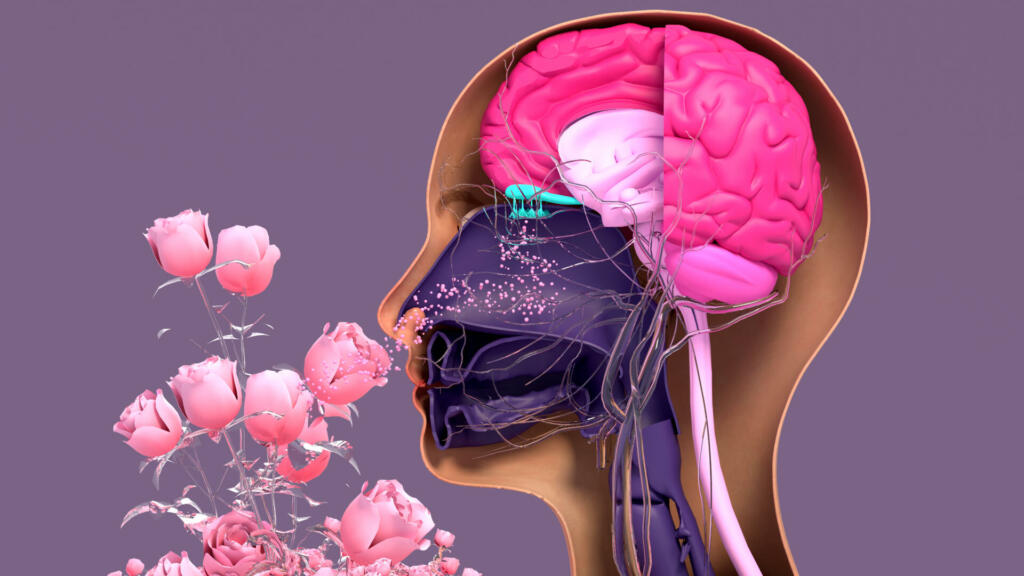 Olfactory system, sensory system used for smelling, olfaction senses. Components of the olfactory system.