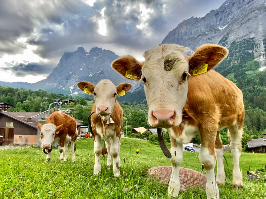 photographing the village of grindelwald and the bernsese oberland alps.