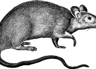 Odvetnik, ki je uspešno zagovarjal podgane rat, rodent, line art